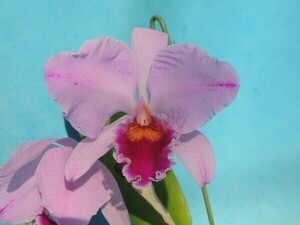 T♪洋蘭　Cattleya percivaliana f.aquinii ` Vate' カトレア　 洋ラン