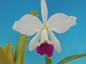 T♪洋蘭　Cattleya jenmanii f.semi-alba 'Canaima's Lipstick' x self 　　カトレア 　　 　 洋ラン