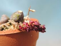 T♪小型洋蘭　Bulbophyllum muscarirubrum　 洋ラン_画像1