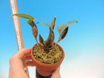 T♪小型洋蘭　　Dendrobium aberrans 　　 洋ラン_画像3