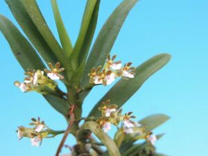 T♪小型洋蘭　 Trichoglottis triflora 　　　 洋ラン