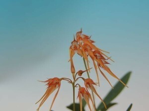 T♪小型洋蘭　Bulbophyllum taiwanense　　 洋ラン