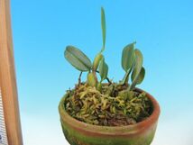 T♪小型洋蘭　Bulbophyllum ovatum　 洋ラン_画像4