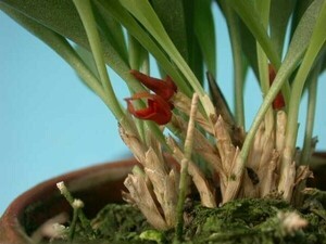 T♪小型洋蘭　Pleurothallis tribuloides　　 洋ラン