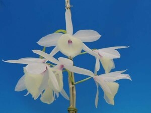 T♪洋蘭　 Dendrobium aphyllum fma. albescens ' Lucky Boy ' SM / JOGA.　　 デンドロビューム 洋ラン