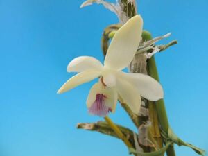 T♪洋蘭　 Dendrobium balzerianum デンドロビューム　 洋ラン