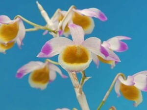 T♪洋蘭　Dendrobium crystallinum デンドロビューム 洋ラン