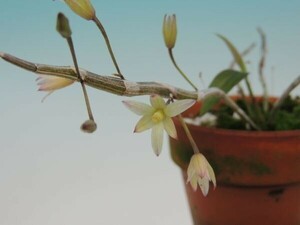 T♪洋蘭　Dendrobium stuartii( tripetal ) x self 　 デンドロビューム 洋ラン