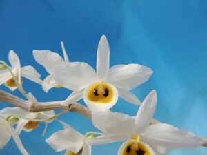 T♪洋蘭　Dendrobium bensoniae x self. デンドロビューム 洋ラン