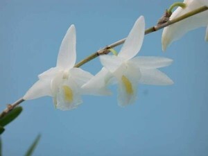 T♪洋蘭　　Dendrobium crumenatum デンドロビューム 洋ラン