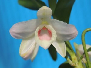 T♪洋蘭　Dendrobium nobile f.carnea `F.arima' x self デンドロビューム 洋ラン