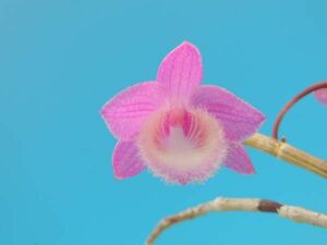 T♪洋蘭　 Dendrobium（Polyphloebium × loddigesii)　　注：花保たず　 洋ラン