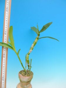 T♪洋蘭　Dendrobium nobile `Pinewell' AM/JOS デンドロビューム 洋ラン