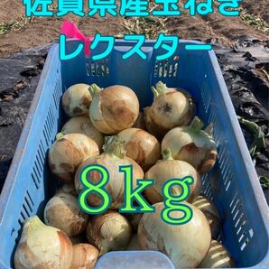 佐賀県産　新玉ねぎ　訳あり　早生　レクスター　期間限定　数量限定　野菜　8kg