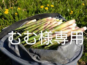 むむ様専用　根曲がり竹　５キロ