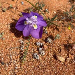 No.647 珍奇植物　Moraea tortilis モラエア トルティリス　貴重　南アフリカ