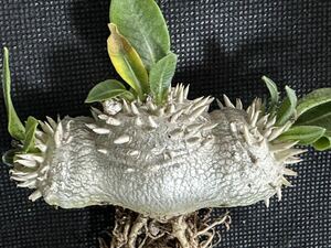 No.381 特選Pachypodium brevicaule パキポディウム　　恵比寿笑い 実生株　コーデックス塊根植物 限定株