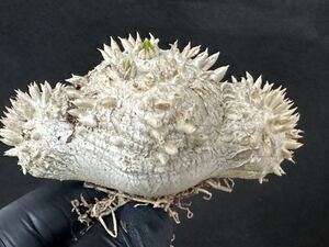 No.537 特選Pachypodium brevicaule パキポディウム　　恵比寿笑い 実生株　コーデックス塊根植物 限定株