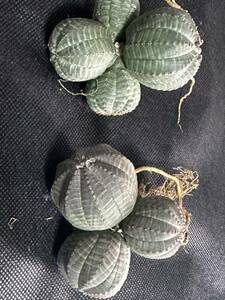 No.352 多肉植物 塊根植物 Euphorbia obesa ユーフォルビア オベサ 群生株 2株