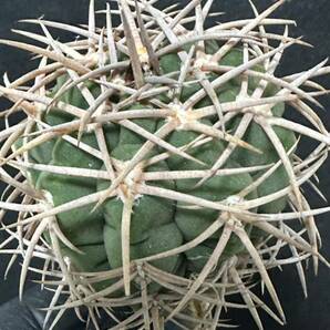 No.830 特選 Gymnocalycium hybopleurumBackeb選抜株 ギムノカリキウム フェロシオール 希少サボテン 限定株の画像9