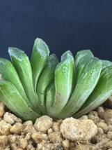 No.255 特選 サボテン・多肉植物　ハオルシア　玉扇錦 Haworthia truncata varieg_画像6