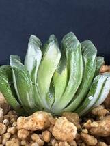 No.255 特選 サボテン・多肉植物　ハオルシア　玉扇錦 Haworthia truncata varieg_画像10
