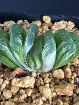 No.255 特選 サボテン・多肉植物　ハオルシア　玉扇錦 Haworthia truncata varieg_画像1