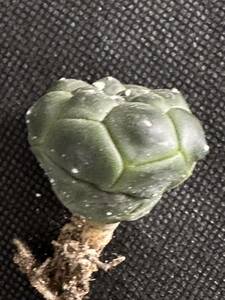 No.246 特選 多肉植物 サボテン アストロフィルム　亀甲瑠璃兜 Astrophytum asterias nuda. cv.KIKKO FUKURYU 