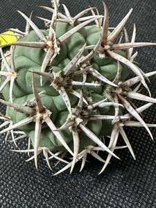 No.383 特選 Gymnocalycium hybopleurumBackeb選抜株 ギムノカリキウム フェロシオール 希少サボテン 限定株