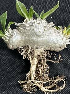 No.387 special selection Pachypodium brevicaulepakipotium. ratio . laughing . real raw stock ko- Dex . root plant limitation stock 