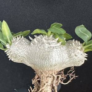 No.268 特選Pachypodium brevicaule パキポディウム  恵比寿笑い 実生株 コーデックス塊根植物 限定株の画像2