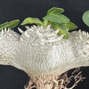 No.268 特選Pachypodium brevicaule パキポディウム  恵比寿笑い 実生株 コーデックス塊根植物 限定株の画像1