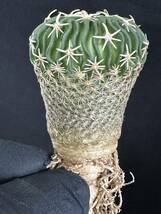 No.465 特選 サボテン Echinofossulocactus phyllacanthus　エキノフォスロカクタス 白玉 限定特大株_画像7