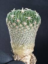 No.465 特選 サボテン Echinofossulocactus phyllacanthus　エキノフォスロカクタス 白玉 限定特大株_画像1