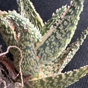 No.263 特選 アロエ ハイブリッド 実生 多肉植物 Aloe hybrid 限定株の画像10