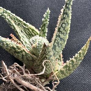 No.263 特選 アロエ ハイブリッド 実生 多肉植物 Aloe hybrid 限定株の画像7