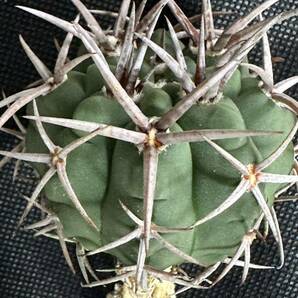 No.459 特選 Gymnocalycium hybopleurumBackeb選抜株 ギムノカリキウム フェロシオール 希少サボテン 限定株の画像7