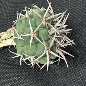 No.459 特選 Gymnocalycium hybopleurumBackeb選抜株 ギムノカリキウム フェロシオール 希少サボテン 限定株の画像5