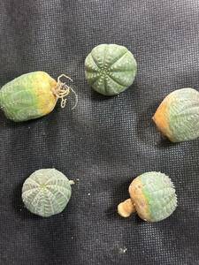 No.776 特選 ユーフォルビア オベサEuphorbia obesa 多肉植物 塊根植物 株激稀株 実生5株