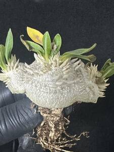 No.612 特選Pachypodium brevicaule パキポディウム　　恵比寿笑い 実生株　コーデックス塊根植物 限定株