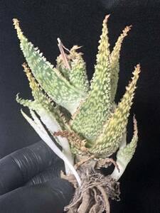 No.605 特選 アロエ ハイブリッド 実生 多肉植物 Aloe hybrid 限定株