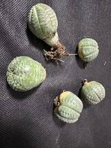 No.567 特選 ユーフォルビア オベサEuphorbia obesa 多肉植物 塊根植物 株激稀株 実生5株_画像6