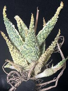 No.604 特選 アロエ ハイブリッド 実生 多肉植物 Aloe hybrid 限定株