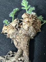 No.594 特選 多肉植物　ペラルゴニューム　アペンディキュラーツム Pelargonium appendiculatu _画像4