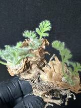 No.594 特選 多肉植物　ペラルゴニューム　アペンディキュラーツム Pelargonium appendiculatu _画像2