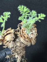 No.594 特選 多肉植物　ペラルゴニューム　アペンディキュラーツム Pelargonium appendiculatu _画像7