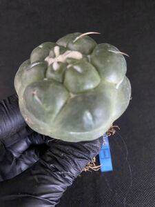 No.569 特選 多肉植物 コリファンタ・刺無象牙丸Coryphantha elephantidens spineless