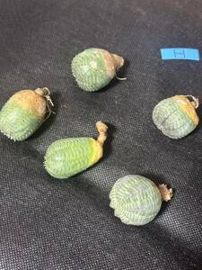 No.570 特選 ユーフォルビア オベサEuphorbia obesa 多肉植物 塊根植物 株激稀株 実生5株