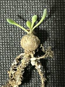 No.546 pygmaea Othonnapigma air o ton na. root plant rare cactus succulent plant ultra rare special selection stock 