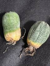 No.794 特選 ユーフォルビア オベサEuphorbia obesa 多肉植物 塊根植物 株激稀株 実生3株_画像3